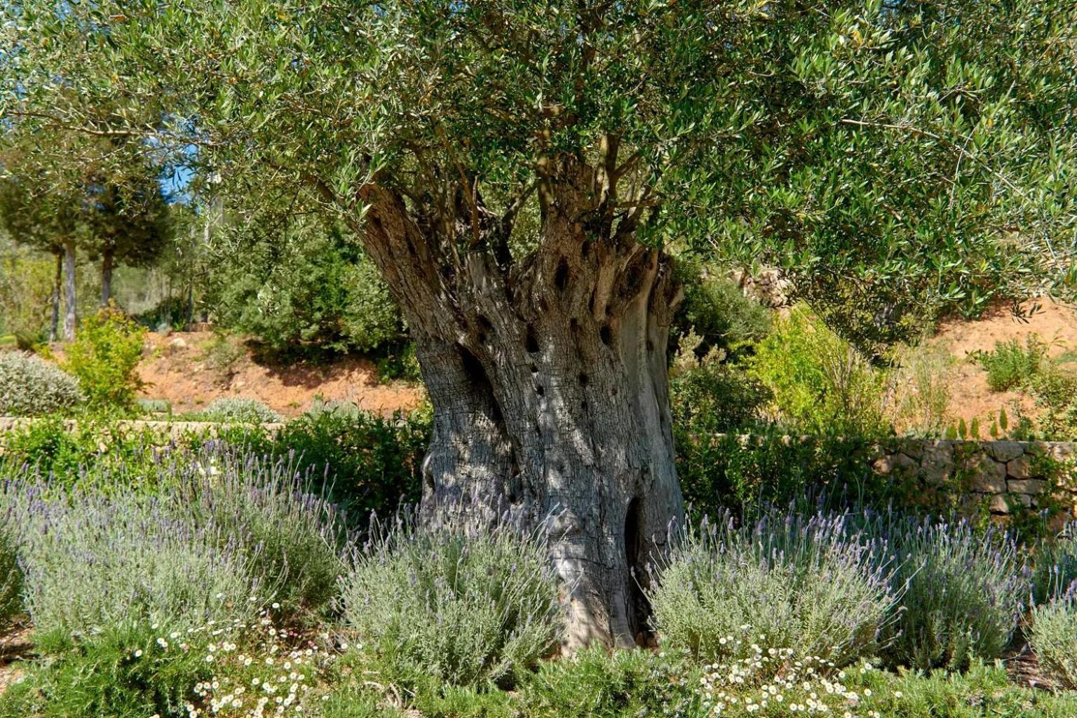Murtera Sant Joan De Labritja